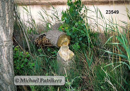 North American Beaver (Castor canadensis), feeding signs